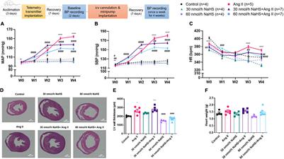 Central Administration of Hydrogen Sulfide Donor NaHS Reduces Iba1-Positive Cells in the PVN and Attenuates Rodent Angiotensin II Hypertension